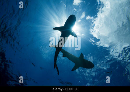 Blacktip gli squali, Carcharhinus melanopterus, Yap, Micronesia. Foto Stock