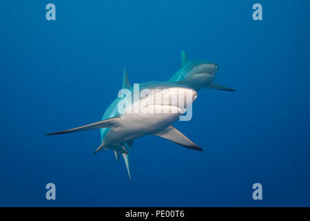 Una coppia di grigio gli squali, Carcharhinus amblyrhynchos, Yap, Micronesia. Foto Stock