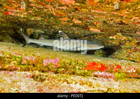 Questo giovane whitetip reef shark, Triaenodon obesus, sportiva è un tag che possono essere utilizzati per raccogliere dati per quanto riguarda la crescita e assistere nel managem Foto Stock