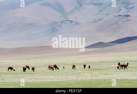 Cammelli nella steppa della Mongolia. Foto Stock