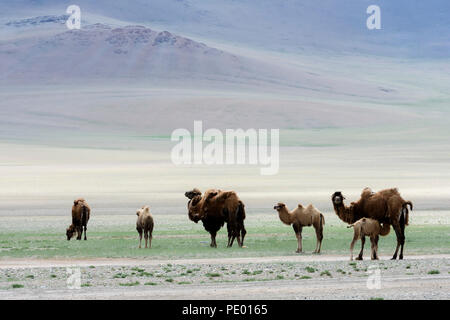 Cammelli nella steppa della Mongolia.