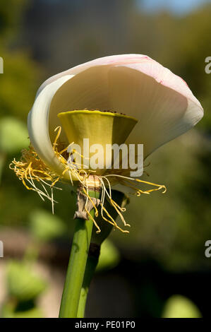 Sacro Lotus - (Nelumbo nucifera) Lotus sacré Foto Stock