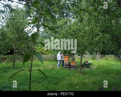 Apicoltore al lavoro sotto un albero verde su un prato verde Foto Stock
