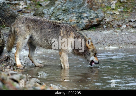 Unione Lupo (Canis lupus) - Giovani - Bere Loup d'Europa Foto Stock