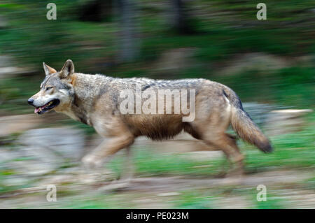 Unione Lupo (Canis lupus) - esecuzione - motion blur Loup d'Europa - filé Foto Stock