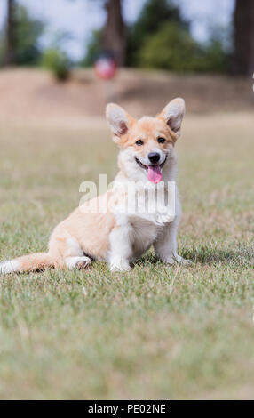 4 mesi di Lingua gallese Corgi Pembroke cucciolo su una passeggiata in campagna, Oxfordshire, Regno Unito Foto Stock