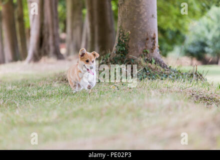 4 mesi di Lingua gallese Corgi Pembroke cucciolo su una passeggiata in campagna, Oxfordshire, Regno Unito Foto Stock