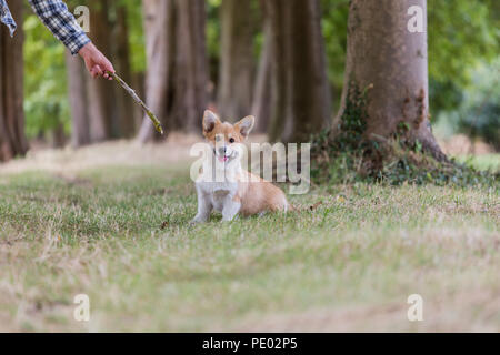 4 mesi di Lingua gallese Corgi Pembroke cucciolo su una passeggiata in campagna, Oxfordshire, Regno Unito Foto Stock