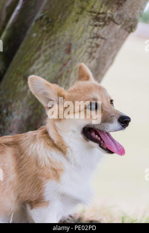 4 mesi di Lingua gallese Corgi Pembroke cucciolo su una passeggiata in campagna, Oxfordshire, Regno Unito Foto Stock