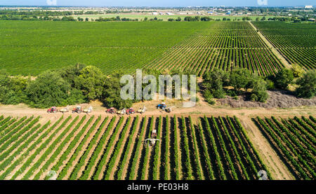 Vista aerea di un trattore uva raccolta nei vigneti. Agricoltore la spruzzatura i vitigni con il trattore Foto Stock