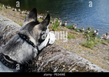 Siberian Husky guardando Stormo di oche del Canada Foto Stock