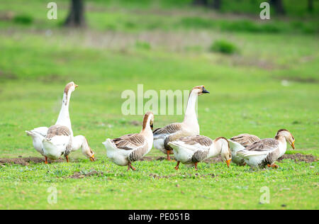 Gruppo di oca domestica (Anser domesticus) in prato. Foto Stock