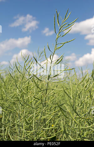 Raccolto di canola in campo (Brassica sp) Foto Stock