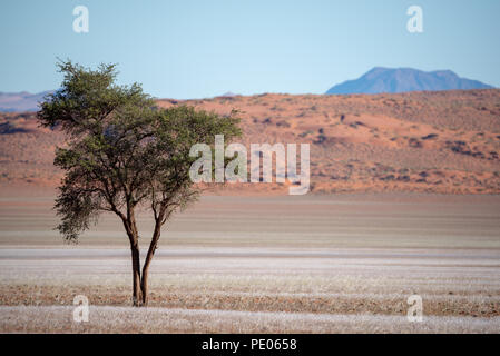 Close up di green tree in dune di sabbia del deserto ricoperto di morbida erba gialla Foto Stock