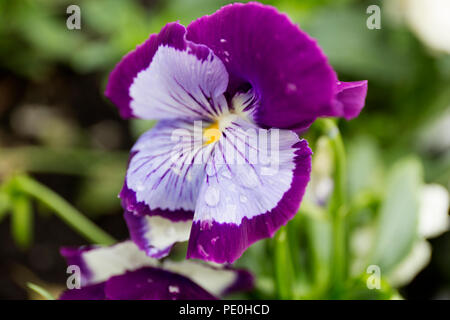 Colore viola pansy fiore con gocce di rugiada sulla sfocatura dello sfondo. Foto Stock