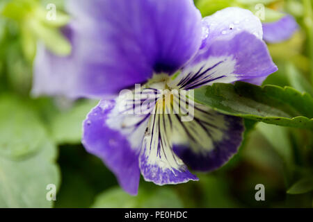 Colore viola pansy fiore con gocce di rugiada sulla sfocatura dello sfondo. Foto Stock