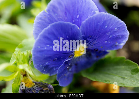 Colore viola pansy fiore con gocce di rugiada sulla sfocatura dello sfondo. Foto Stock