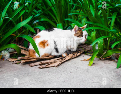 Bella calico gatto randagio che vive in un parco Foto Stock