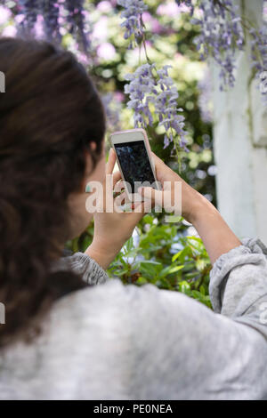 Una ragazza con i capelli lunghi e manicure sulle mani fotografie dal telefono mobile a fioritura grappoli di gara viola pallido lillã nel giardino con un Foto Stock