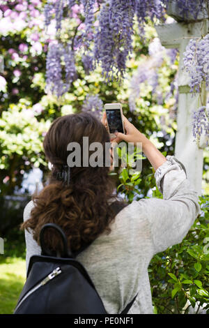 Una ragazza con i capelli lunghi e manicure sulle mani fotografie dal telefono mobile a fioritura grappoli di gara viola pallido lillã nel giardino con un Foto Stock