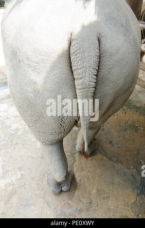Rhinoceros giacente sul campo erboso al parco Thai. Foto Stock