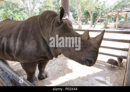 Rhinoceros giacente sul campo erboso al parco Thai. Foto Stock