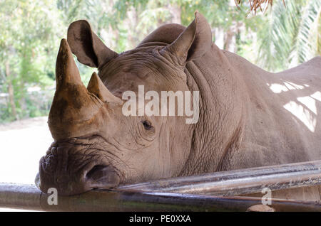 Rhinoceros giacente sul campo erboso al parco Thai. Foto Stock