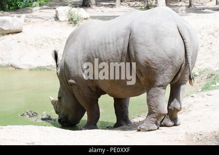 Rhinoceros giacente sul campo erboso al parco Thai. Foto Stock