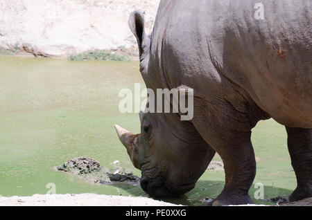 Rhinoceros giacente sul campo erboso al parco Thai. Foto Stock