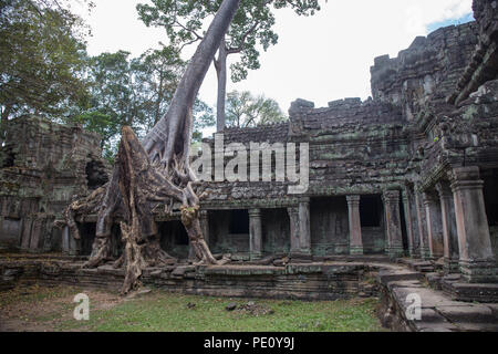 Big tree root si combinano con pietre antiche balcone a Preah Khan la pietra nel tempio di Angkor world heritage , Siem Reap , Cambogia Foto Stock