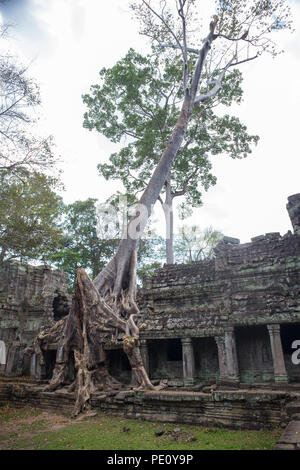 Big tree root si combinano con pietre antiche balcone a Preah Khan la pietra nel tempio di Angkor world heritage , Siem Reap , Cambogia Foto Stock