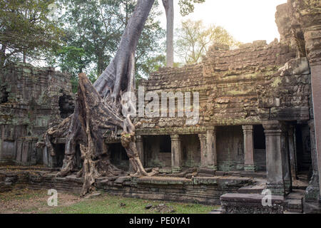 Big tree root si combinano con pietre antiche balcone a Preah Khan la pietra nel tempio di Angkor world heritage , Siem Reap , Cambogia Foto Stock