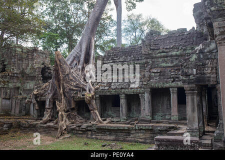 Big tree root si combinano con pietre antiche balcone a Preah Khan la pietra nel tempio di Angkor world heritage , Siem Reap , Cambogia Foto Stock