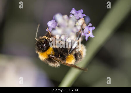 Api lavanda impollinatori Foto Stock