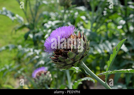 Testa di seme viola di globo carciofo fiore Cynara scolymus che cresce in un orto biologico nel Galles occidentale Regno Unito Gran Bretagna KATHY DEWITT Foto Stock