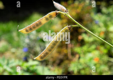 Semi di piselli dolci in baccelli secchi in primo piano per risparmiare agosto in estate in un giardino fiorito Carmarthenshire Galles UK KATHY DEWITT Foto Stock