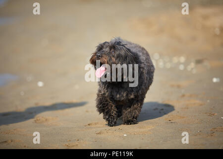 Cane Havanese attesa per amica umana sulla spiaggia di Bibione Foto Stock