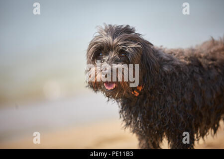 Cane Havanese attesa per amica umana sulla spiaggia di Bibione Foto Stock