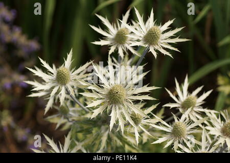 Eryngium x zabelii " Neptunes Oro' Foto Stock
