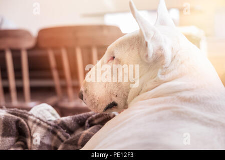 Cane bianco, inglese Bull terrier ritratto di profilo. Vista laterale del muso. Appoggio del cane a casa sdraiato su una coperta Foto Stock