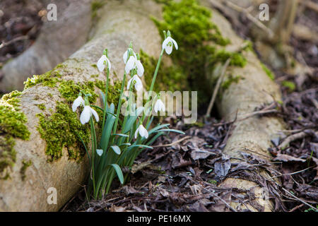 Snowdrop fiori accanto ad una radice con moss in una foresta Foto Stock