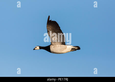 Ritratto di volo naturale barnacle goose (Branta leucopsis), cielo blu Foto Stock
