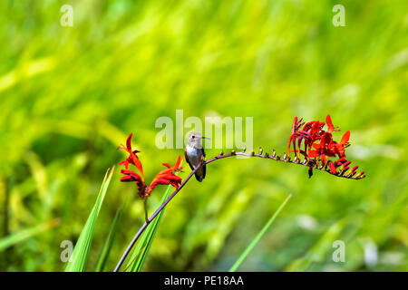 Giovani Rufous Hummingbird appollaiato sulla levetta dei fiori della pianta Crocosmia in estate Foto Stock