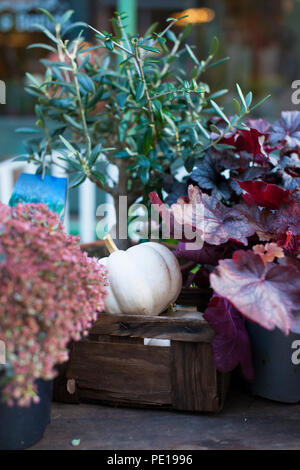 Decorazione in autunno per la strada della città vecchia d'Europa, luogo di testo. Zucche e fiori Foto Stock