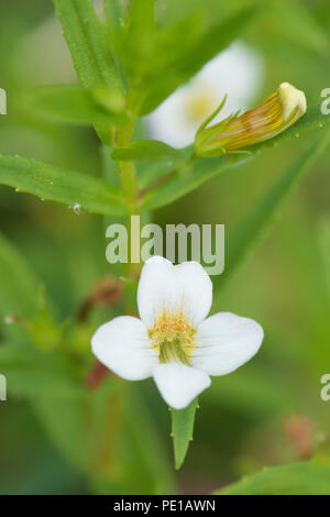 Hedge issopo, acqua il simbolo del fiocco di neve, Gratiola officinalis, Luglio Foto Stock