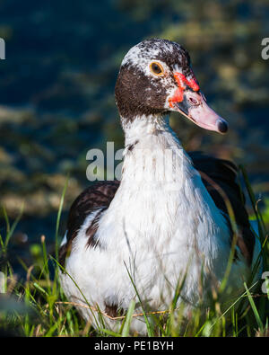 Duck close up da stagno Foto Stock