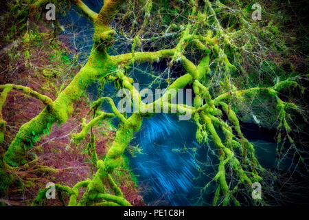 Moss in acero con Eagle Creek. Columbia River Gorge National Scenic Area, Oregon Foto Stock