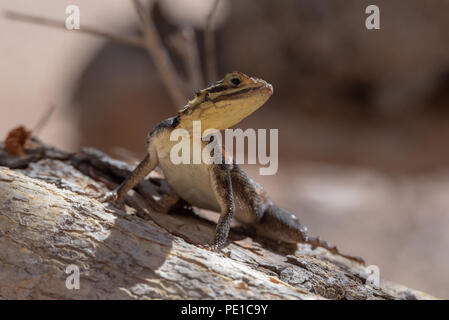 Curioso namibiano lucertola di roccia su un ramo di albero Foto Stock