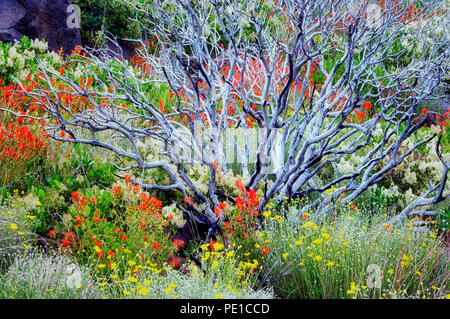 Fiori selvaggi e bruciato manzanita bush tre anni dopo wildfire. Per la maggior parte Ceonothus (snowbush) e pennello indiano. Freemont National Forest. Oregon Foto Stock