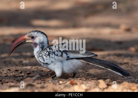 Ritratto di damara rosso-fatturati hornbill rovistando la massa di sabbia Foto Stock